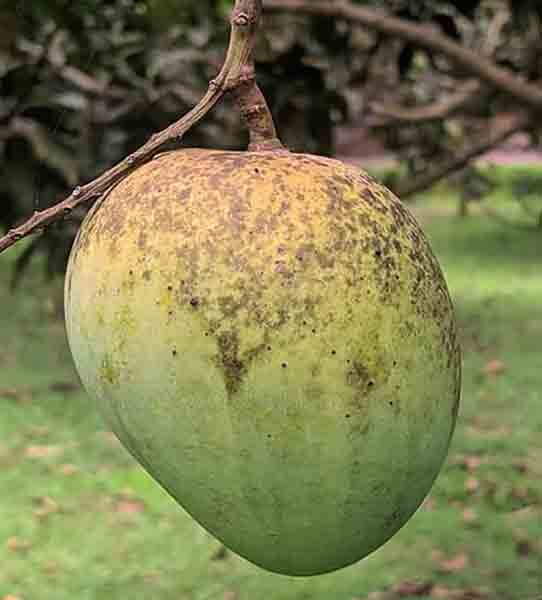Himsagar Mango