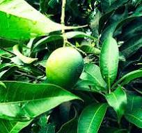 Langra Mango